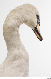 Mute swan head neck 0001.jpg